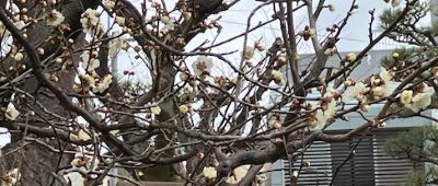 梅の花3