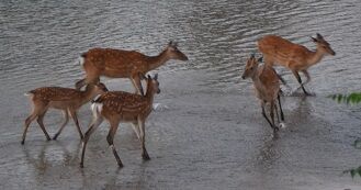 ☆突っかかられて逃げる牡鹿
