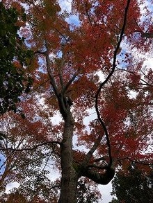 ★霊鑑寺紅葉巨木