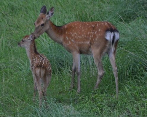 ☆ママになめてもらう