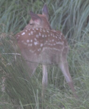 ★仔鹿後ろ向き