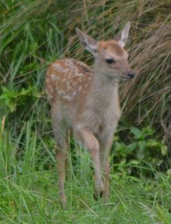 ☆仔鹿28 こちらへ