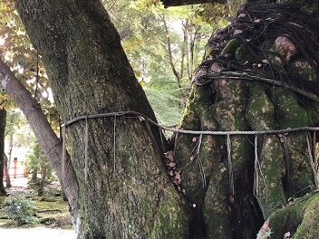 上賀茂神社スダジイの幹