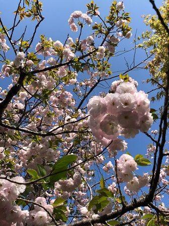 Sayseiの京都日記 2021年04月06日