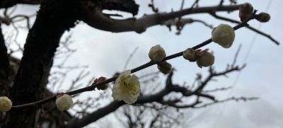 梅の花2