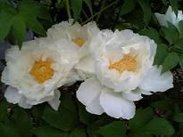 4ff5a296.jpg
