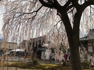 本満寺の枝垂れ9