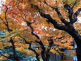 宝鏡寺紅葉3
