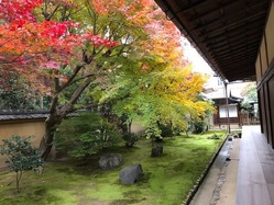 興臨院 裏庭紅葉