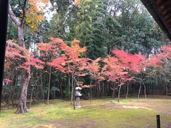 ★高桐院の庭紅葉
