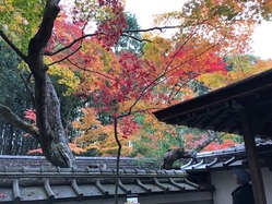 ★高桐院屋根越しの紅葉
