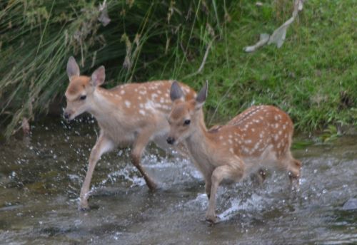 川へ入る２頭目、３頭目