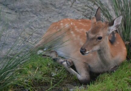 ☆後ろ足は水の中か