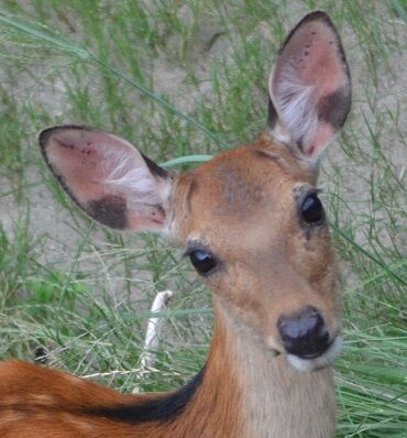 ☆母子と別の鹿1-2