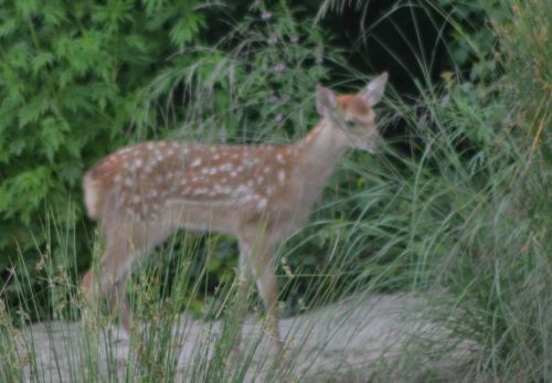 2番目の仔鹿