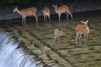 ☆段差の前でかなり迷う5頭