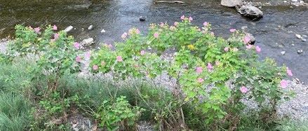 高野川河川敷の芙蓉