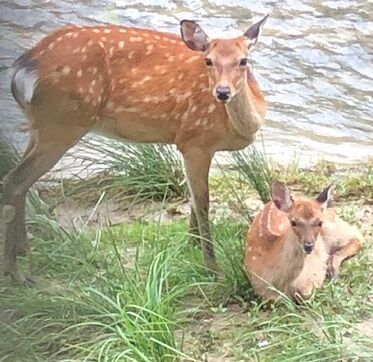 4-2母子