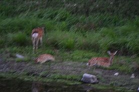 ★夕暮れ2頭へたりこむ