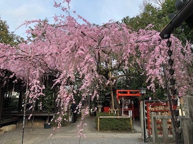 水火天満宮の枝垂れ5