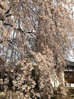 本満寺の枝垂れ3