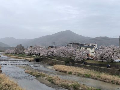 比叡と桜
