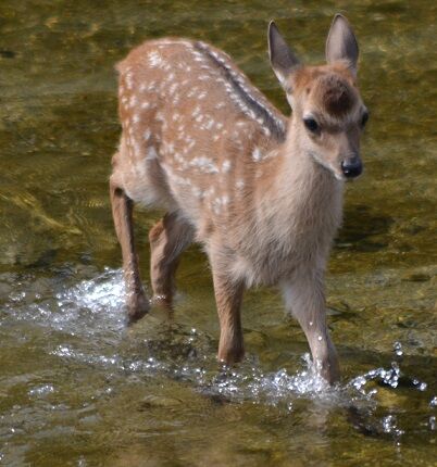 7一人で川をわたった