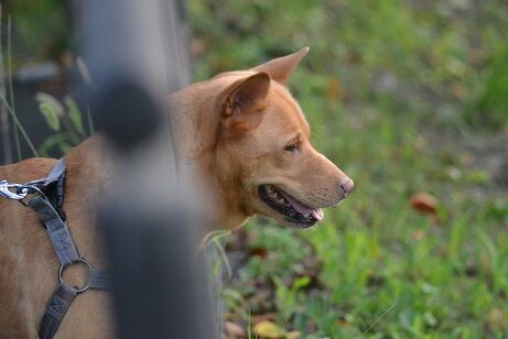 ☆鹿を眺める犬