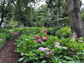 三井別邸のあじさい園