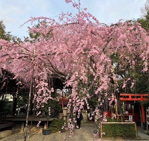 水火天満宮の枝垂れ4