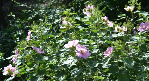 ほぼ全体の花