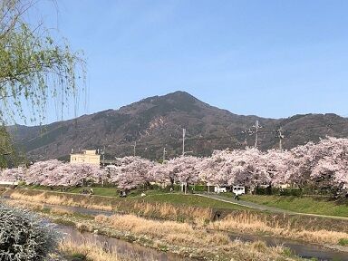 ★今日は晴れた比叡と川端桜