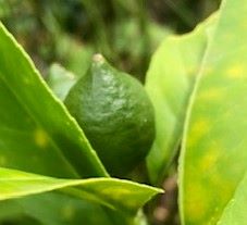 オレンジレモン