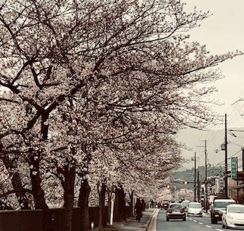 川端桜2