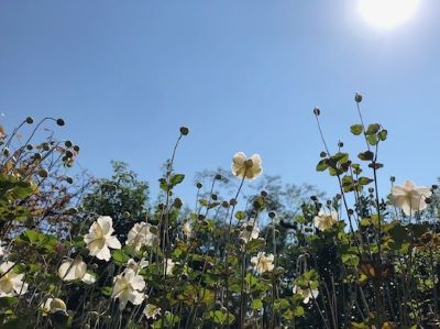 貴船菊4