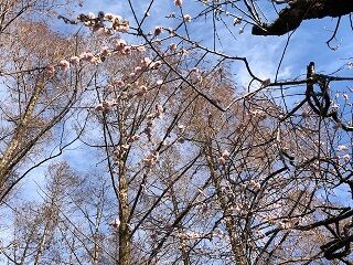 「藤牡丹枝垂れ」