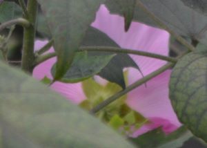 芙蓉⑪