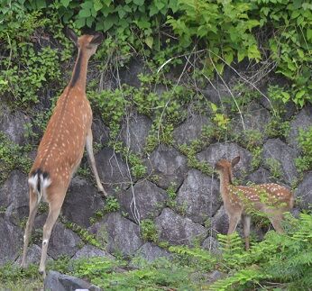 背伸びする親鹿は背が高い