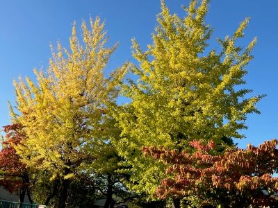 公園のイチョウ色づく
