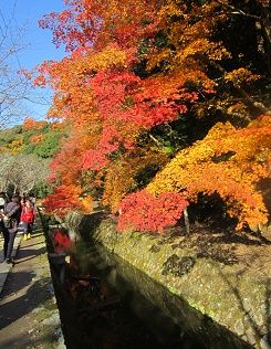 哲学の道3