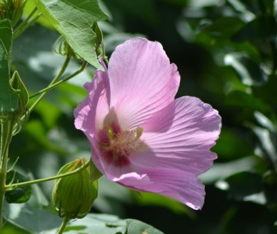 きょうの一輪①