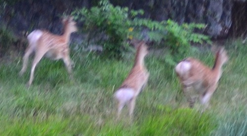 ★飛んで逃げる