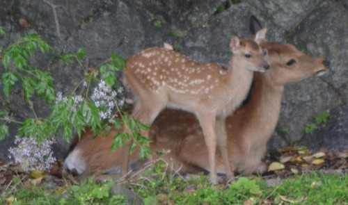 14きょうの臥所で
