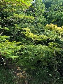 35 もみぢのトンネル