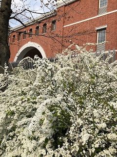 同志社大烏丸校舎高志館の雪柳