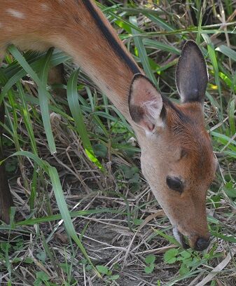 ☆美鹿草を食む