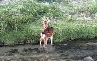 きょうの鹿
