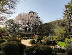 ⑥詩仙堂の桜と庭3