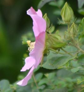 芙蓉⑨
