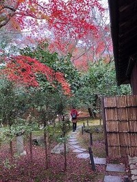 ★霊鑑寺紅葉2